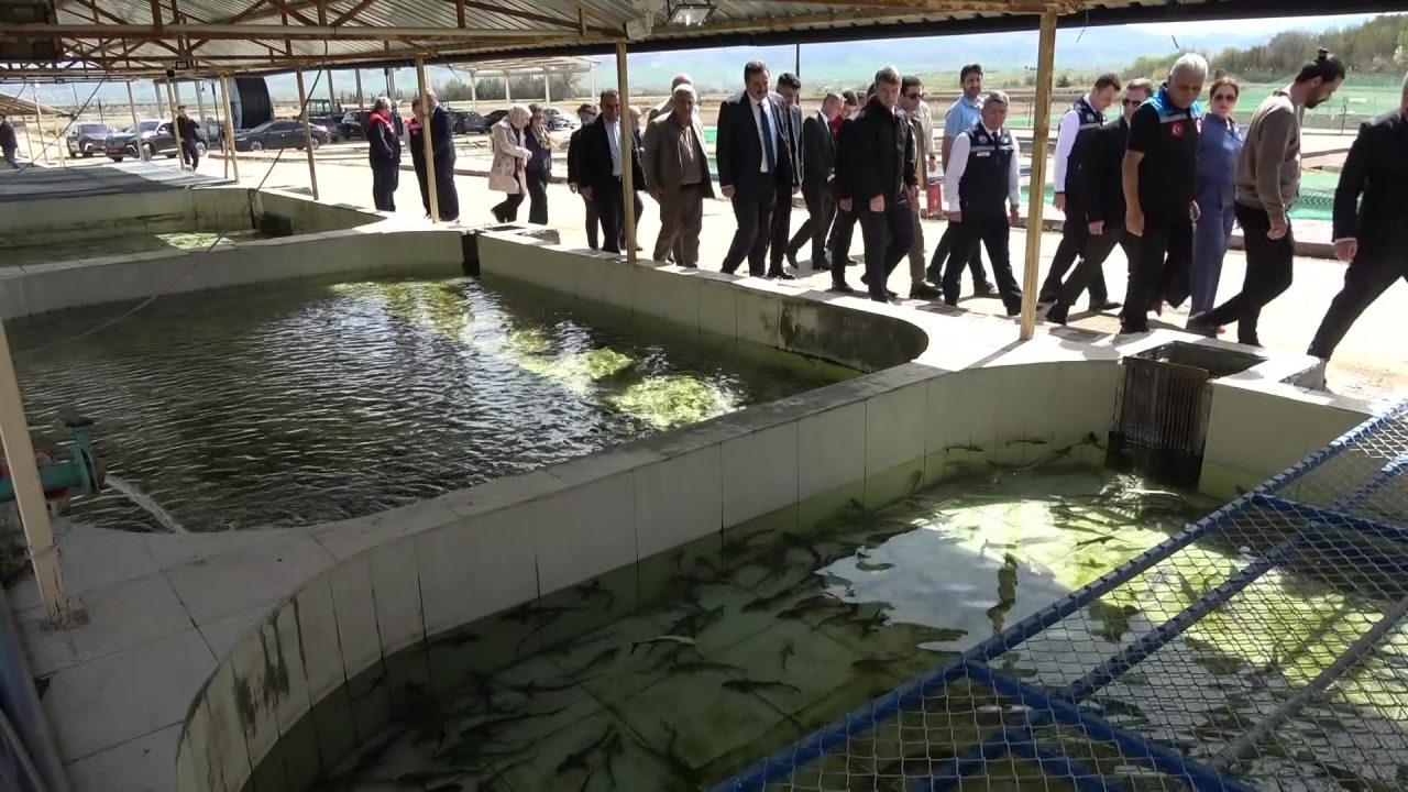 'Siyah İnci' Karadeniz'e salınıyor! Kilosu 90 bin lira: Sayı 30 bini aştı