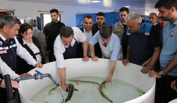 "Siyah İnci" Karadeniz'e salınıyor! Kilosu 90 bin lira: Sayı 30 bini aştı