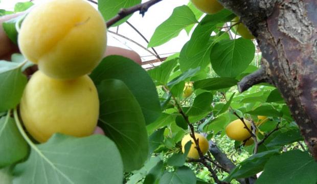 Kayısının hasadı 15 g&uuml;n gecikti! 