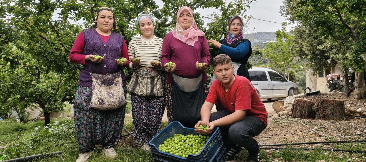 Mersin'de erik hasadı hızlandı: 10 bin liradan 200 liraya kadar geriledi