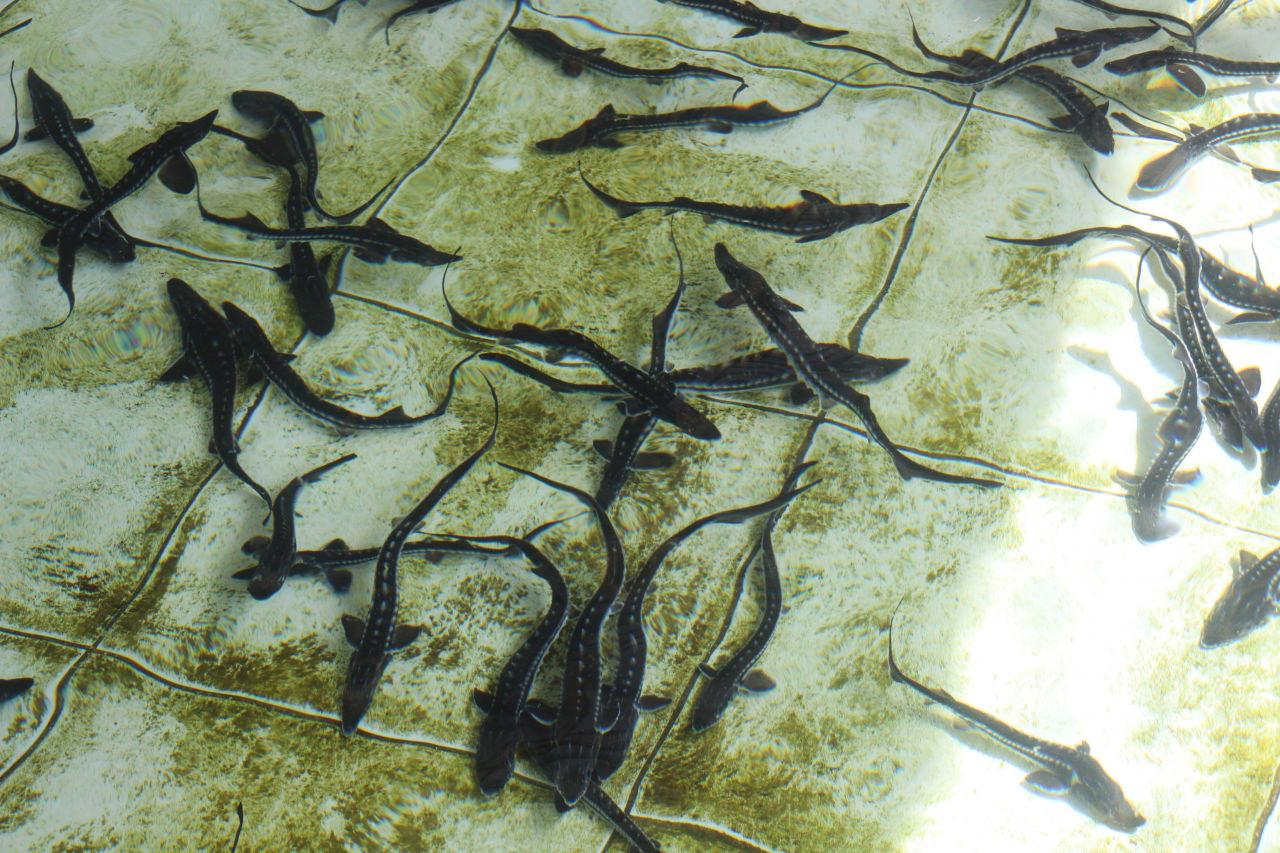 'Siyah İnci' Karadeniz'e salınıyor! Kilosu 90 bin lira: Sayı 30 bini aştı