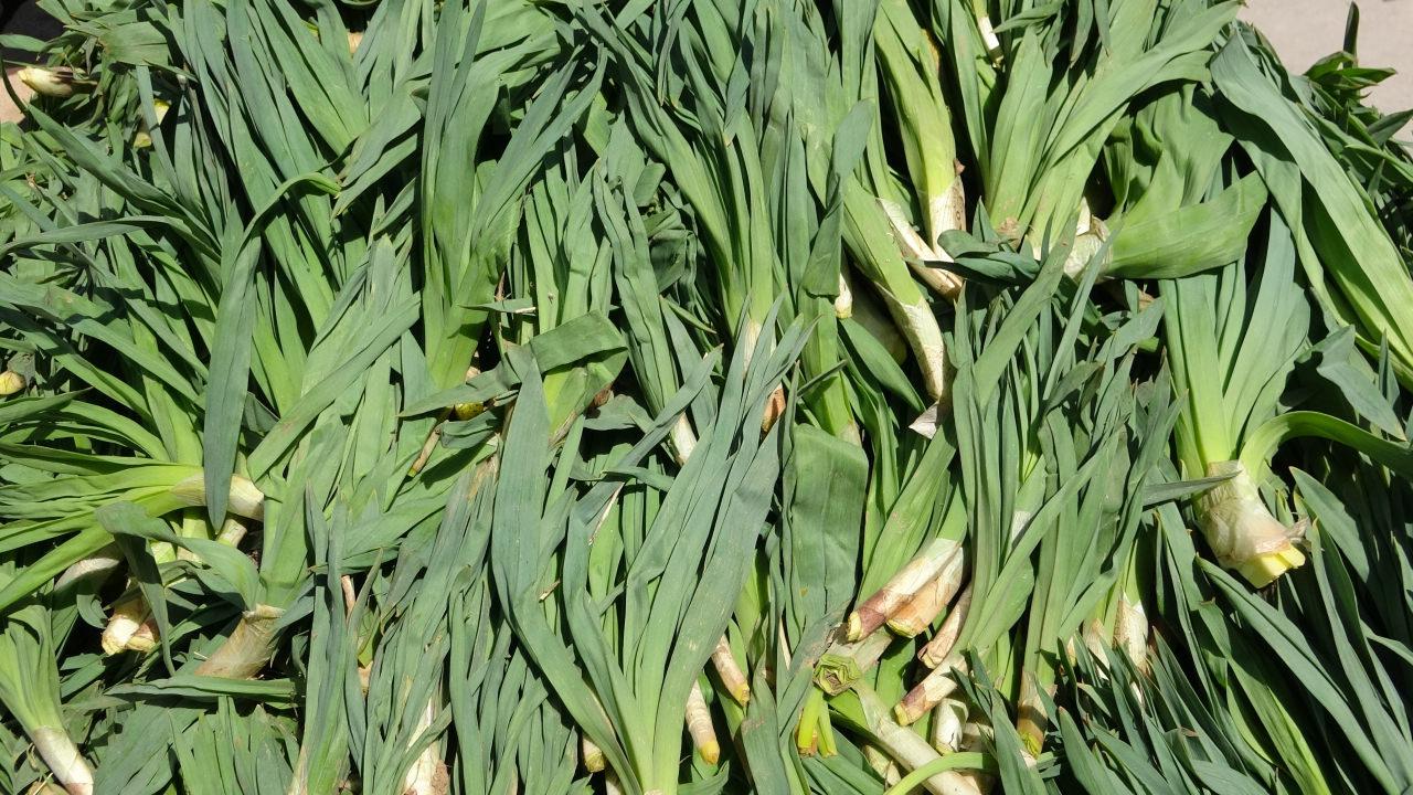 Çiriş otunun kilogramı 100 TL'den alıcı buluyor. 