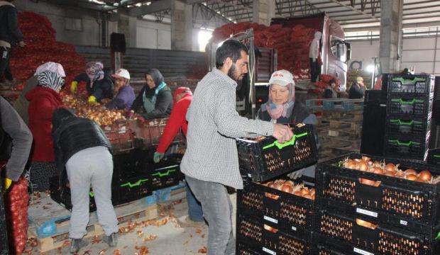 Soğan Amasya'dan Avrupa'ya g&ouml;nderiliyor