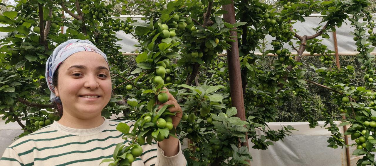 Mersin'de erik hasadı hızlandı: 10 bin liradan 200 liraya kadar geriledi