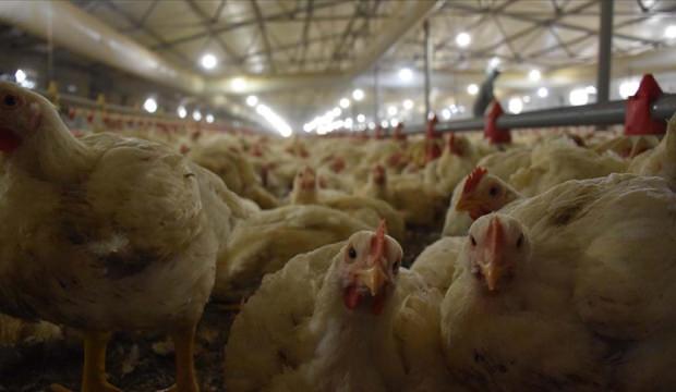 T&Uuml;İK a&ccedil;ıkladı: K&uuml;mes hayvancılığında &uuml;retim rekora koşuyor!