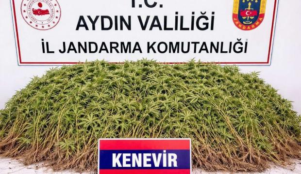 Nazilli&rsquo;de zeytin bah&ccedil;esine uyuşturucu baskını: 208 k&ouml;k kenevir ele ge&ccedil;irildi!