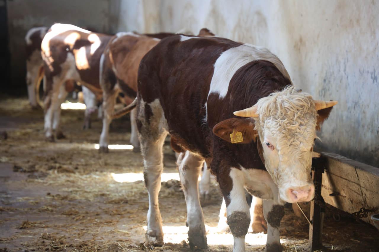 Kurban Bayramı için satışa sunulan hayvanlar. 