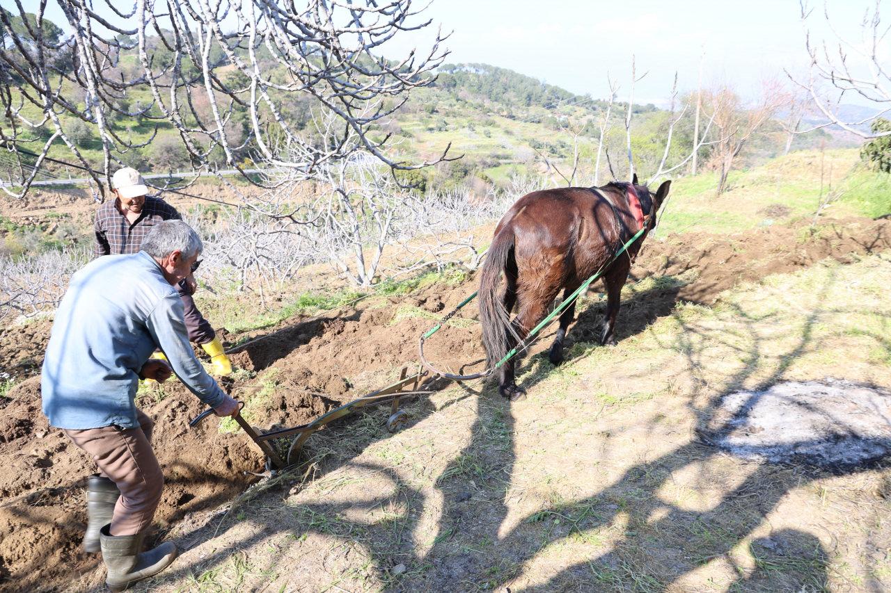 Tarlalar geleneksel yöntemlerle ekilip biçiliyor.