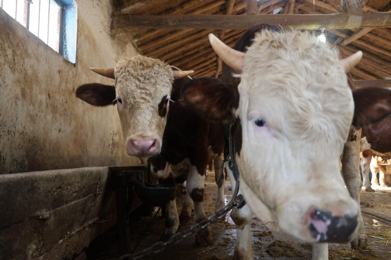 Kurbanlık alacaklara 'yaş' uyarısı.