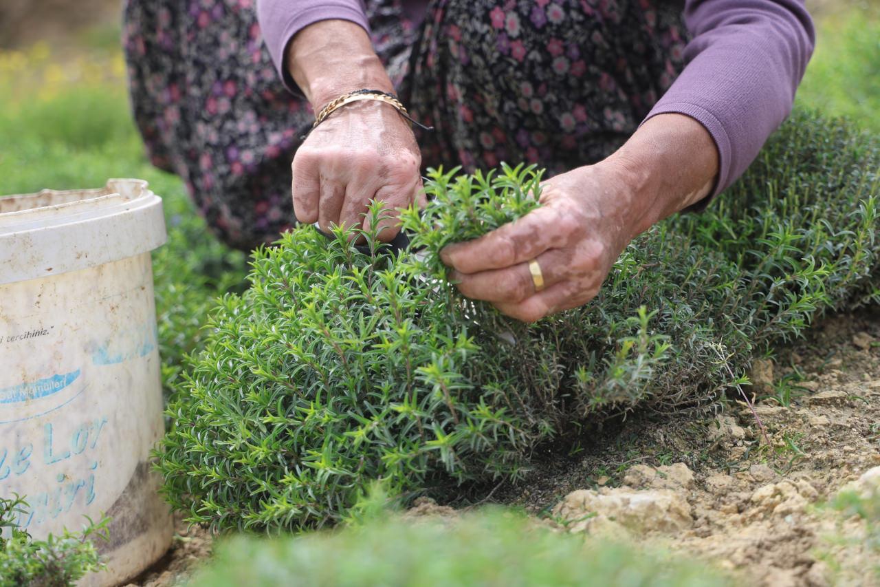 Zahter, makas ile toplanıyor. 