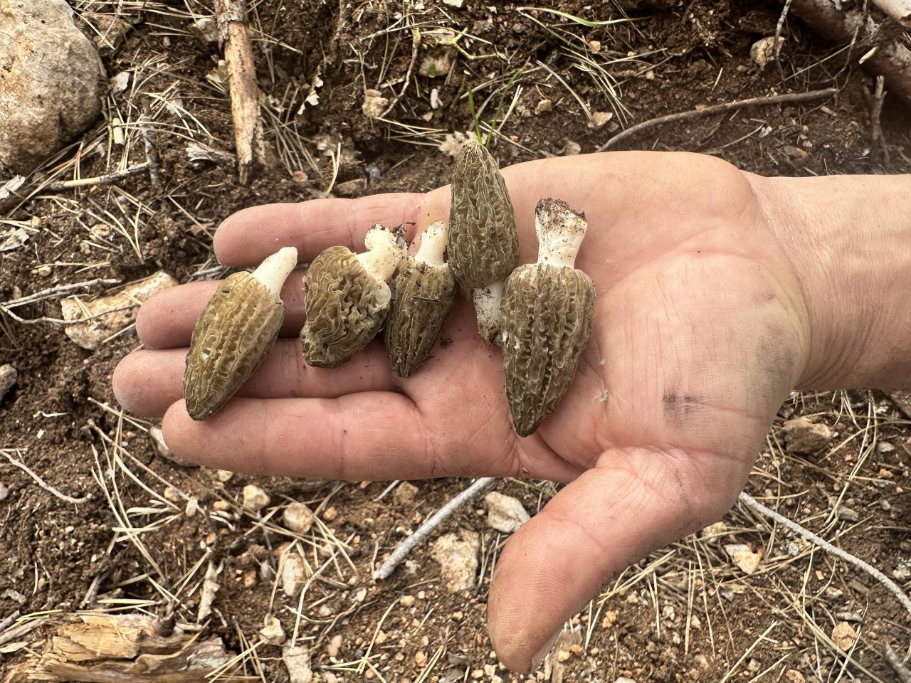 Yanan ormandan servet fışkırdı: Tazesinin kilosu bin, kurutulmuşu 7 bin TL