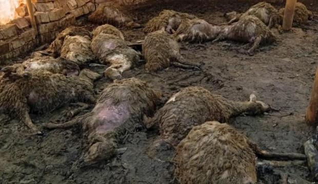 Ağıla giren kurt, 40 koyunu &ouml;ld&uuml;rd&uuml;