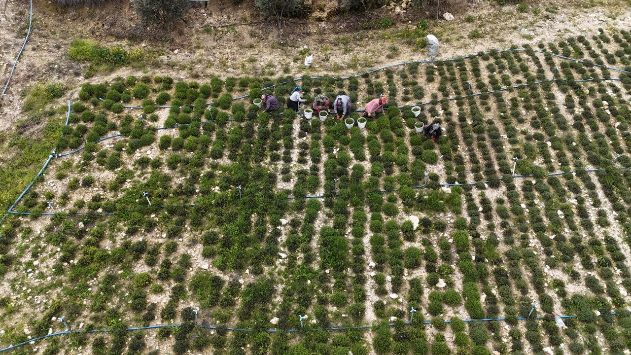  Sofraların vazgeçilmezi zahterde bereketli hasat.