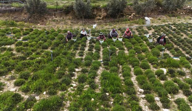 Kilogramı 400 TL'ye dayandı! &Ccedil;ift&ccedil;inin y&uuml;z&uuml;n&uuml; g&uuml;ld&uuml;re hasat