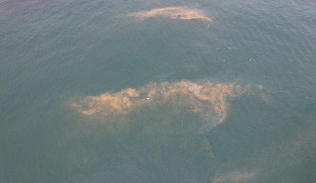 Marmara Denizi'nin Avcılar kıyılarında tedirgin eden g&ouml;r&uuml;nt&uuml;! 