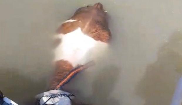 Nehirden balık değil tosun &ccedil;ıktı