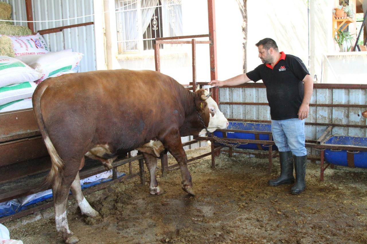 Sinan Zorlu ve 1 ton 130 kilogram gelen dana.