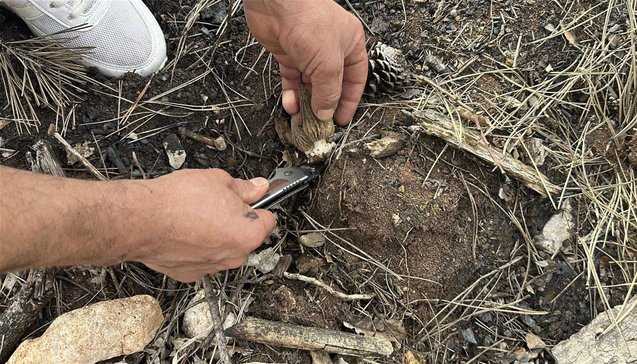 Yanan ormandan servet fışkırdı: Tazesinin kilosu bin, kurutulmuşu 7 bin TL