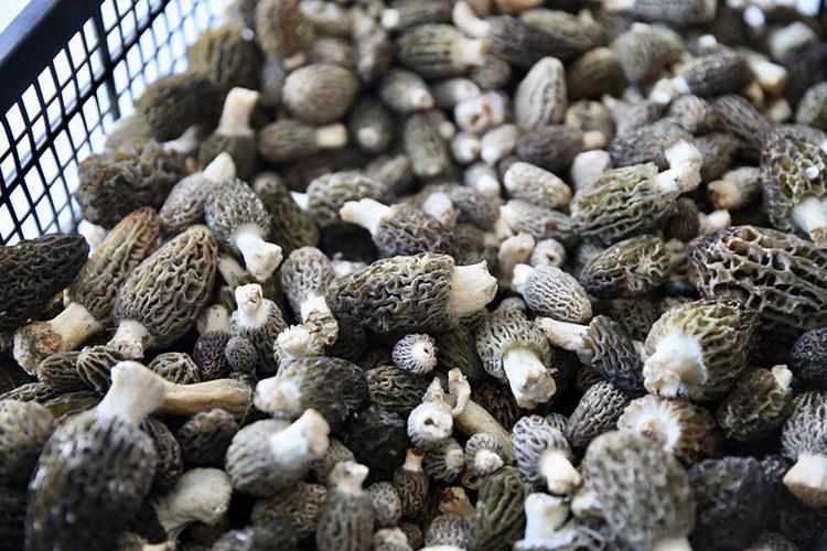 Köylüler dağlara akın etti! Toprağın altından 'servet' çıkıyor