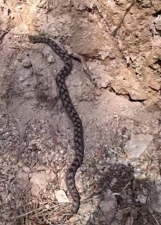 Kafkas burunlu engerek