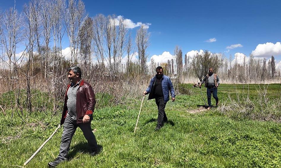 Çiftçilerin yaban domuzu nöbeti.