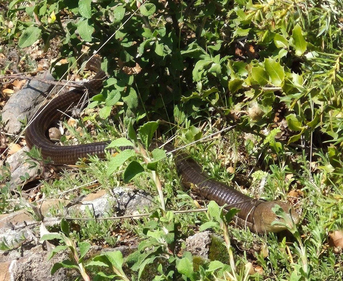  Demir yılan Bozkurt’ta ortaya çıktı.