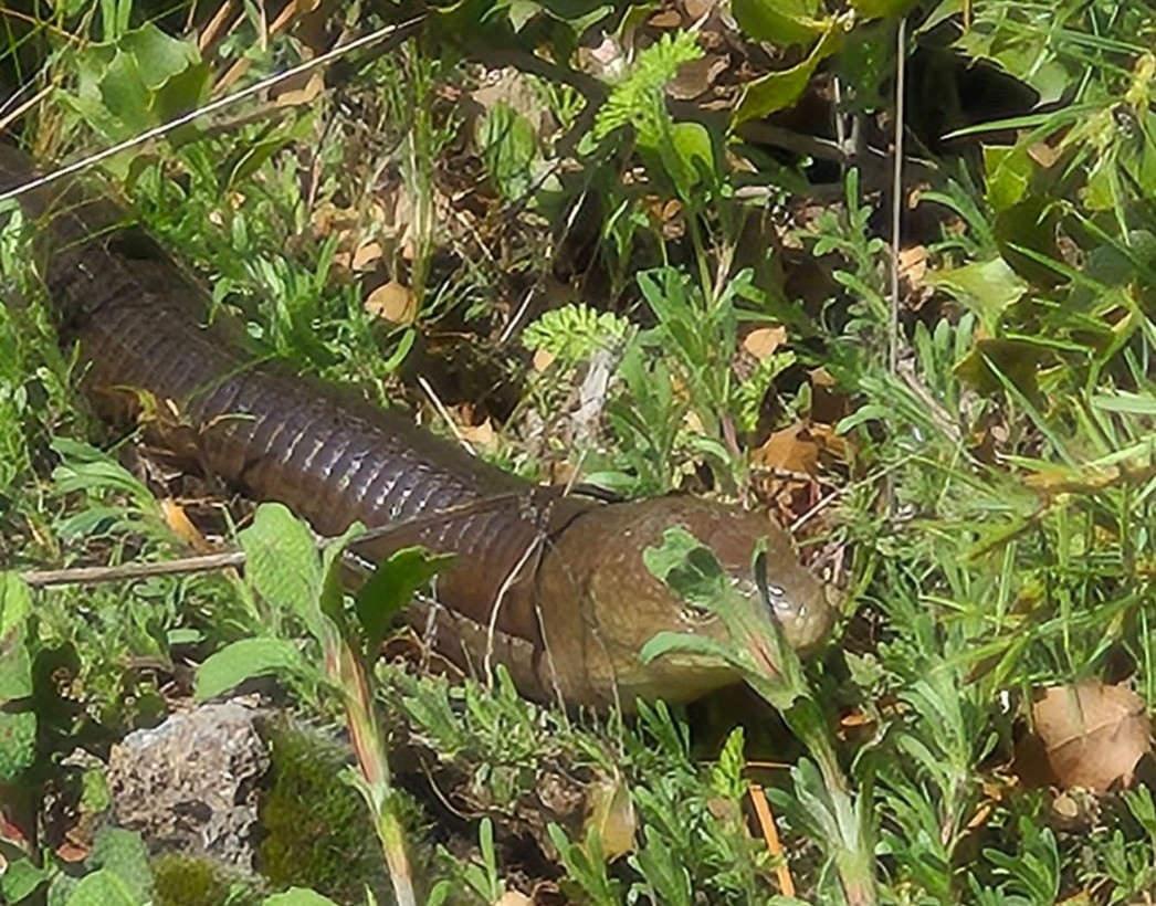 Halk arasında 'demir yılan' olarak bilinen oluklu kertenkele.