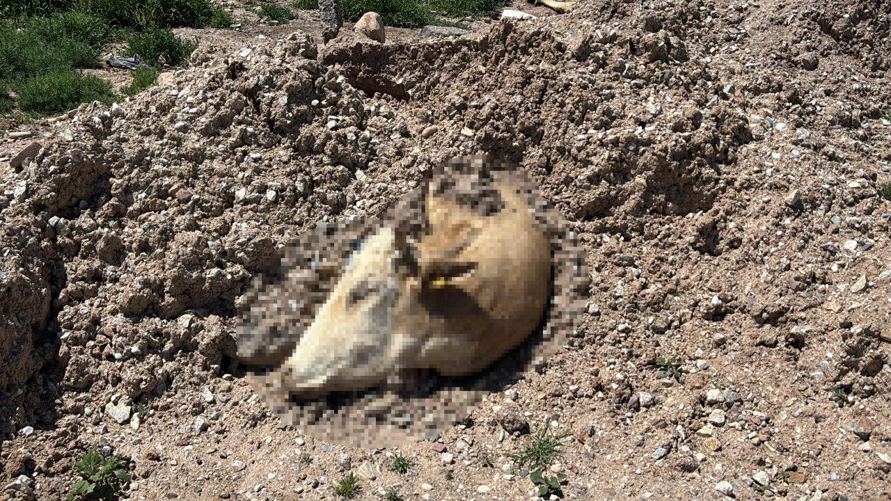 Boş araziye atılan bir inek leşi. 