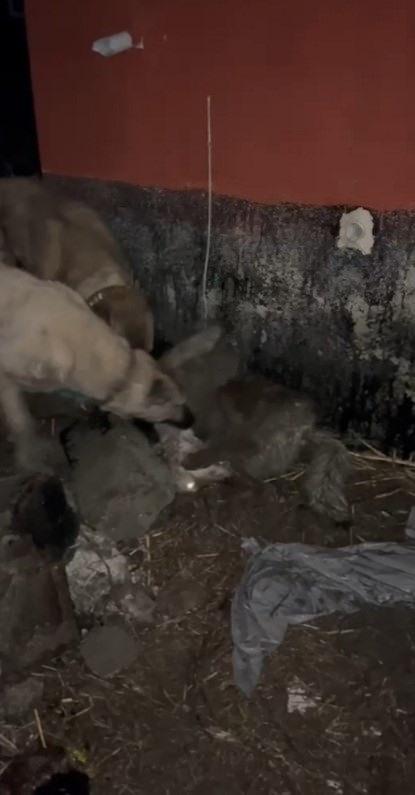 Ahıra girmeye çalışan kurdu kangallar telef etti.