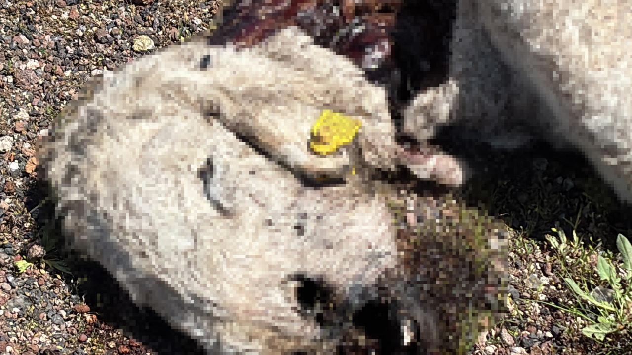  Aksaray'da ölen hayvanlarını araziye atanlara 390 bin lira ceza uygulandı.