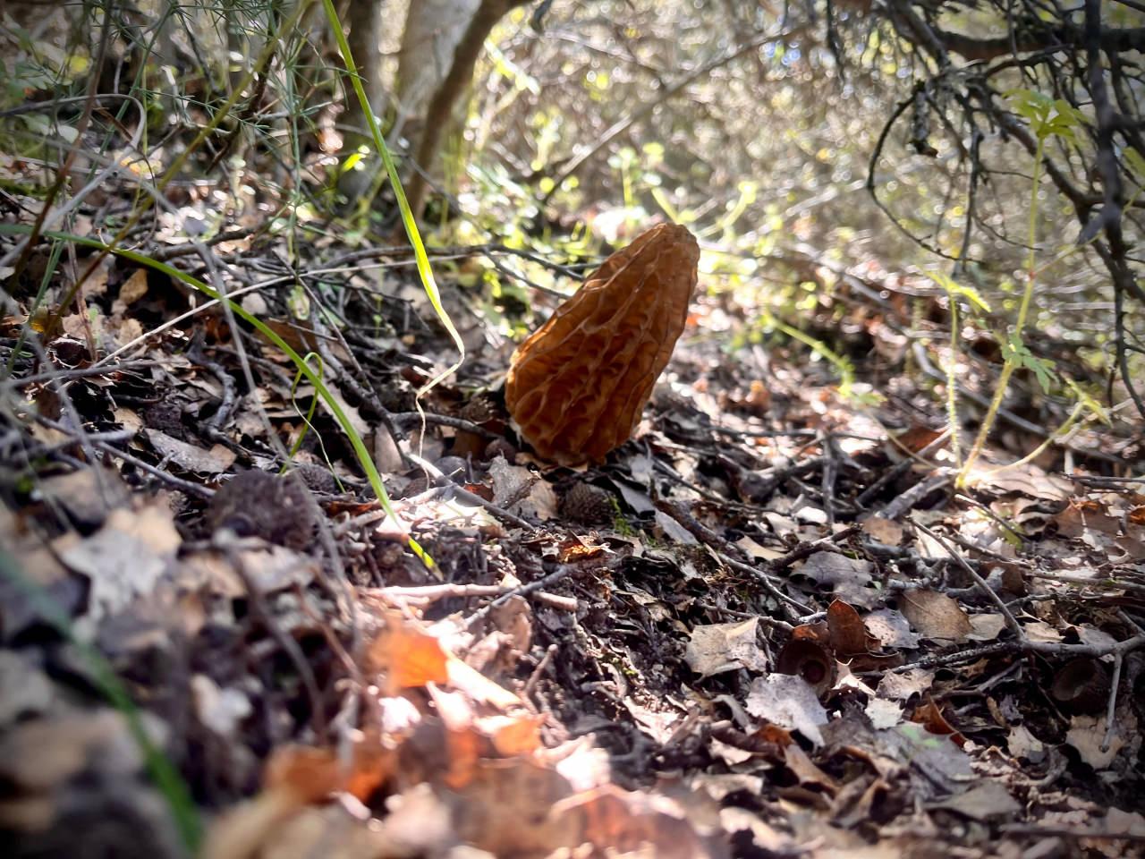 Demirci dağlarında 2 bin liralık kuzu göbeği mesaisi başladı. 