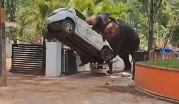 Hindistan'da kontrolden &ccedil;ıkan fil, s&uuml;r&uuml;c&uuml;s&uuml;n&uuml; ezip başında n&ouml;bet tuttu