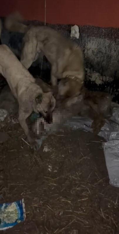 Köpekler tarafından telef edilen kurt. 