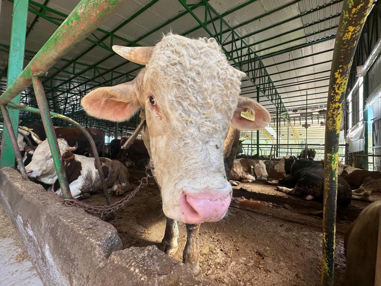 Tonluk boğayı 400 bin liraya sattı