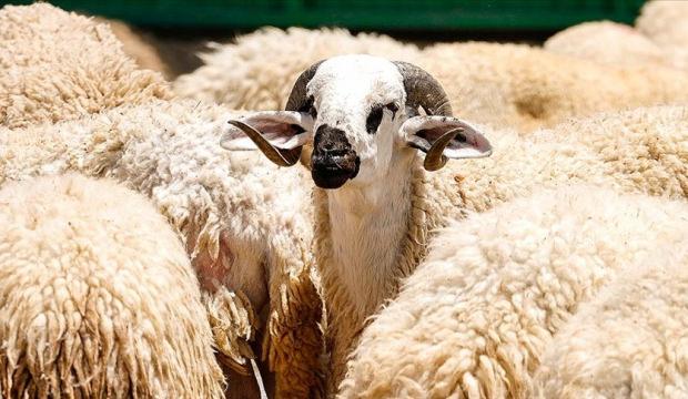 TSK Mehmet&ccedil;ik Vakfı vekaleten kurban bağışı kabul&uuml;ne başladı