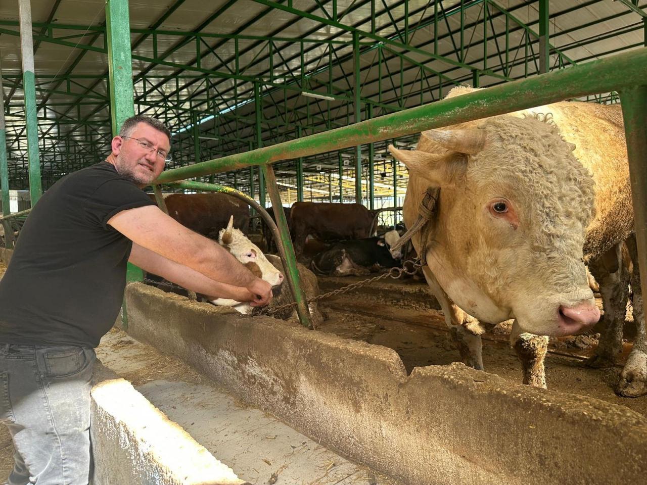 İsmail Oktay ve sattığı bir tonluk damızlık boğa.