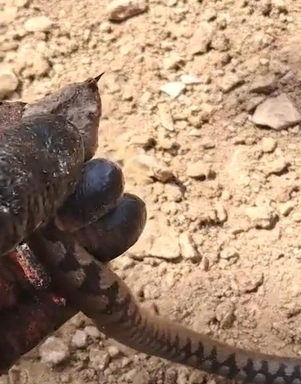 Nesli tükenme tehlikesindeki Kafkas burunlu engerek görüntülendi.