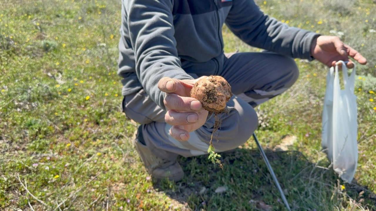 Dolaman mantarı 