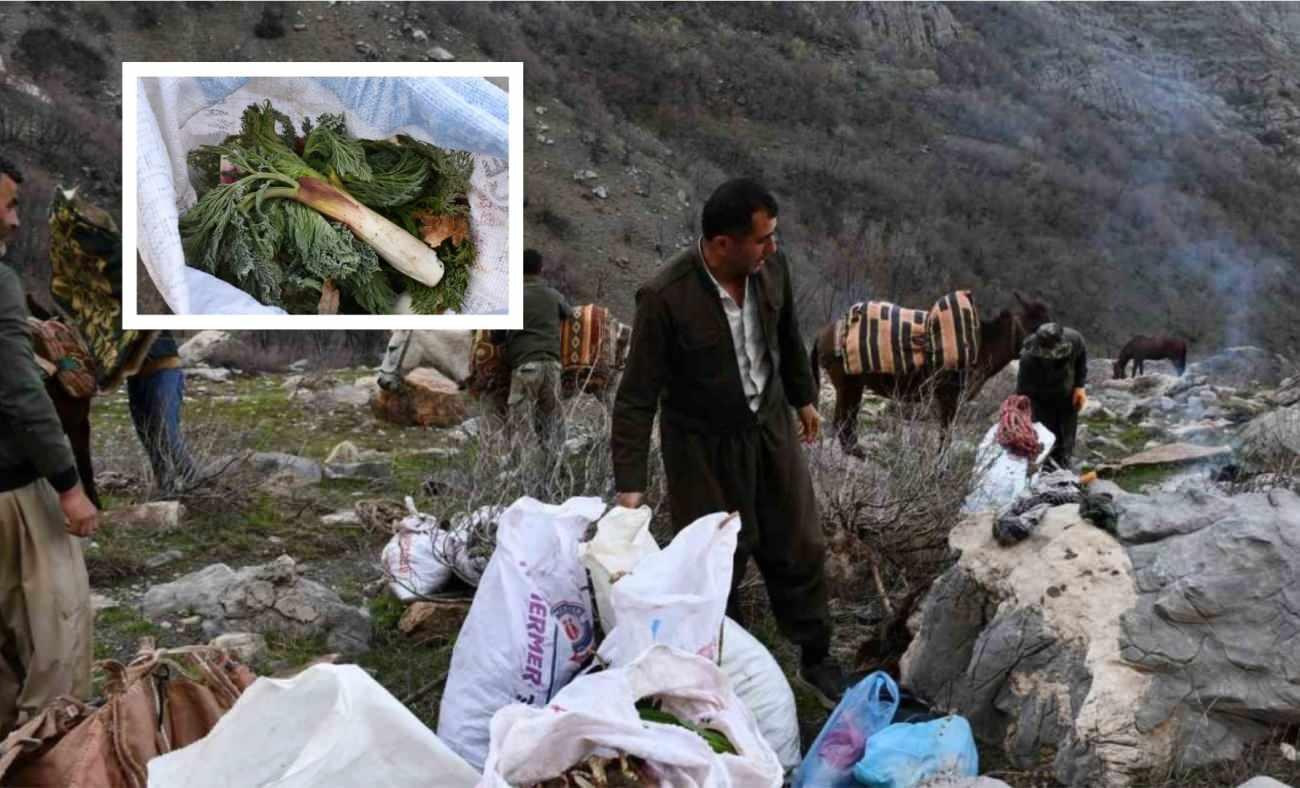 3 bin rakımdan at sırtında iniyor: Kilosu 200 TL'lik şifa deposu!
