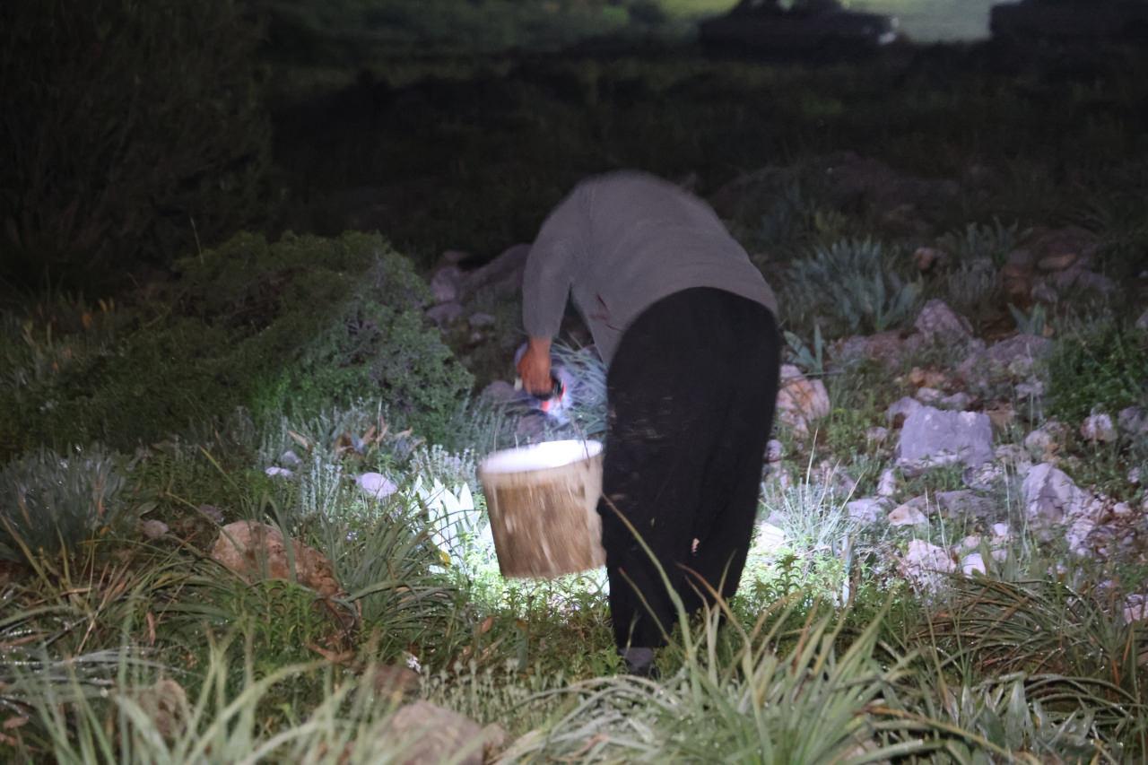 Gece yarısı fenerini alan dağa koşuyor! Toplaması izne tabi, kilogramı 35 lira...