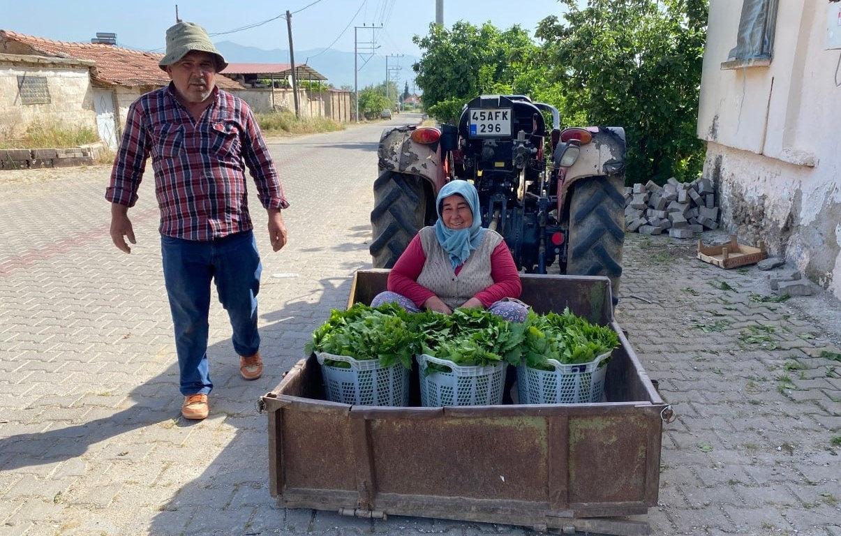 Meyvesi de para yaprağı da: 'Yeşil altın' hasadı başladı!