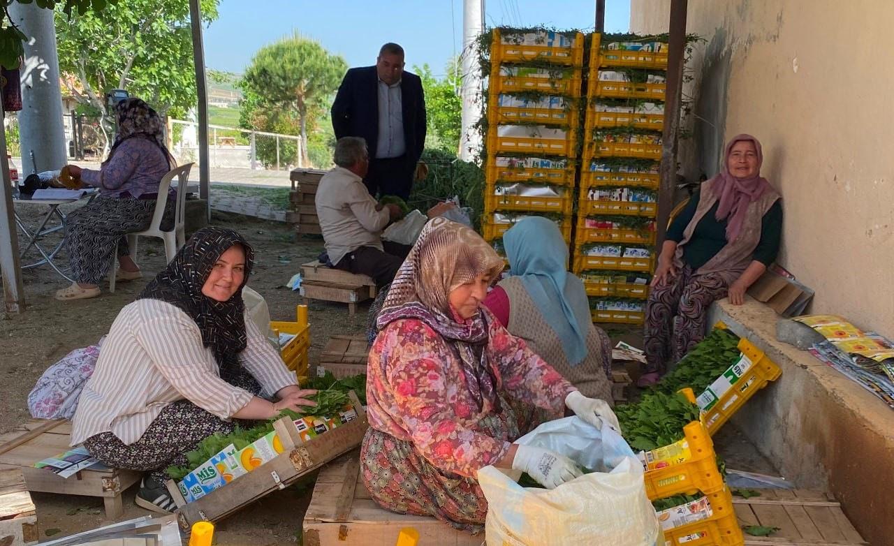 Meyvesi de para yaprağı da: 'Yeşil altın' hasadı başladı!