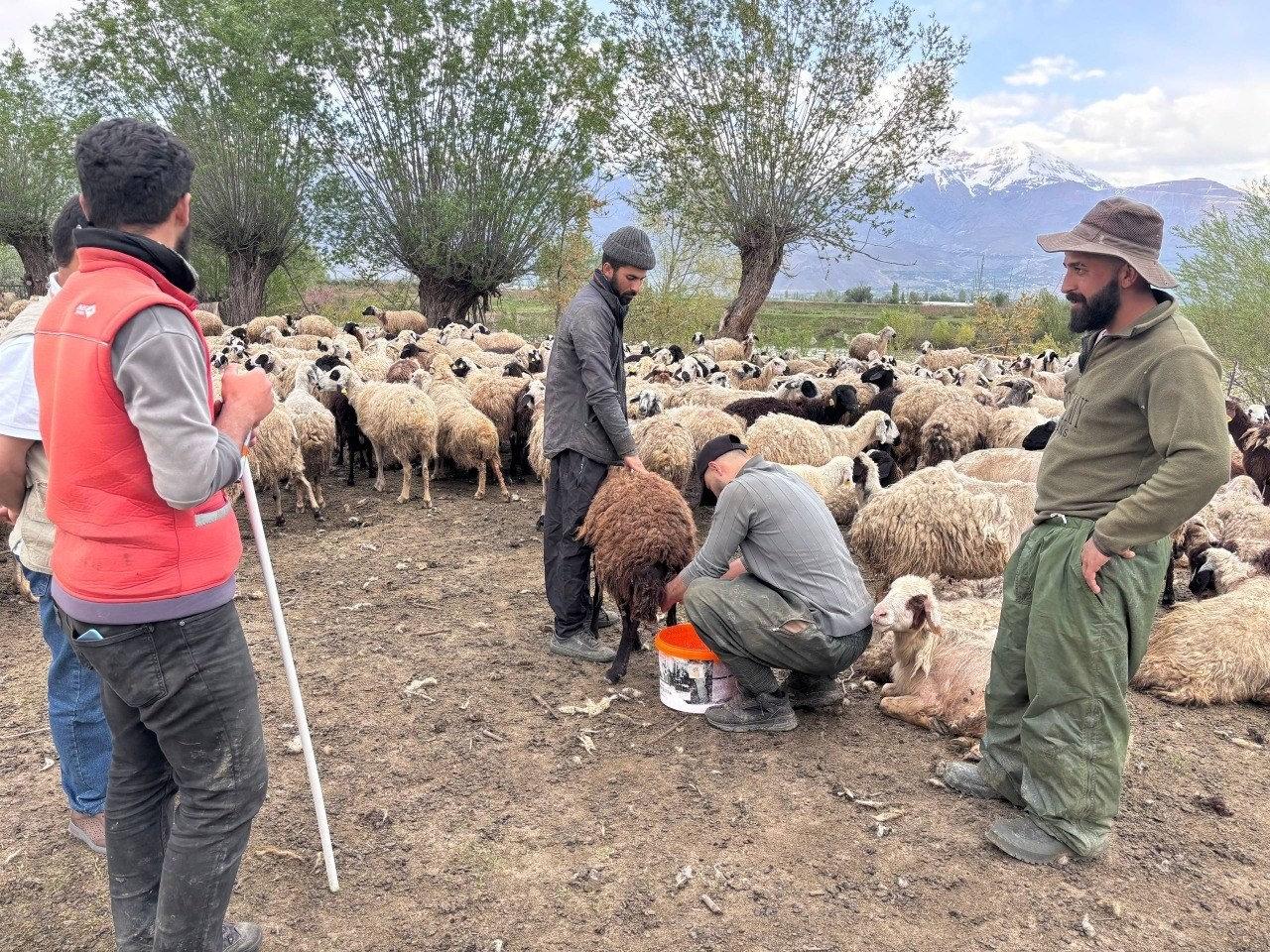 150 bin lira veren bulamamıştı: 'Çoban krizi' Afganistan’dan çözüldü!