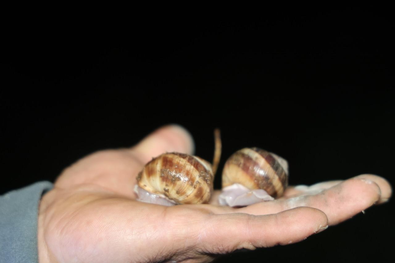 Gece yarısı fenerini alan dağa koşuyor! Toplaması izne tabi, kilogramı 35 lira...