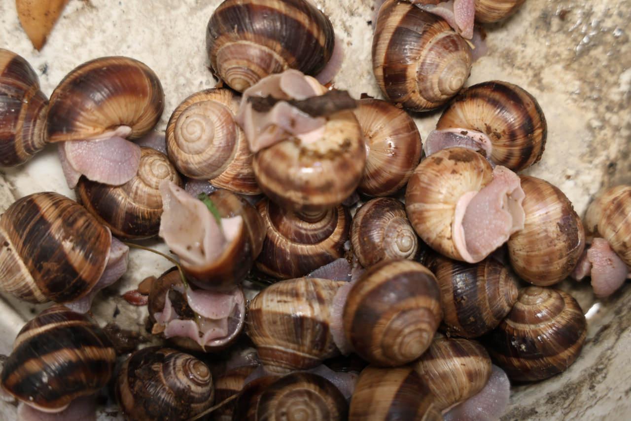 Gece yarısı fenerini alan dağa koşuyor! Toplaması izne tabi, kilogramı 35 lira...