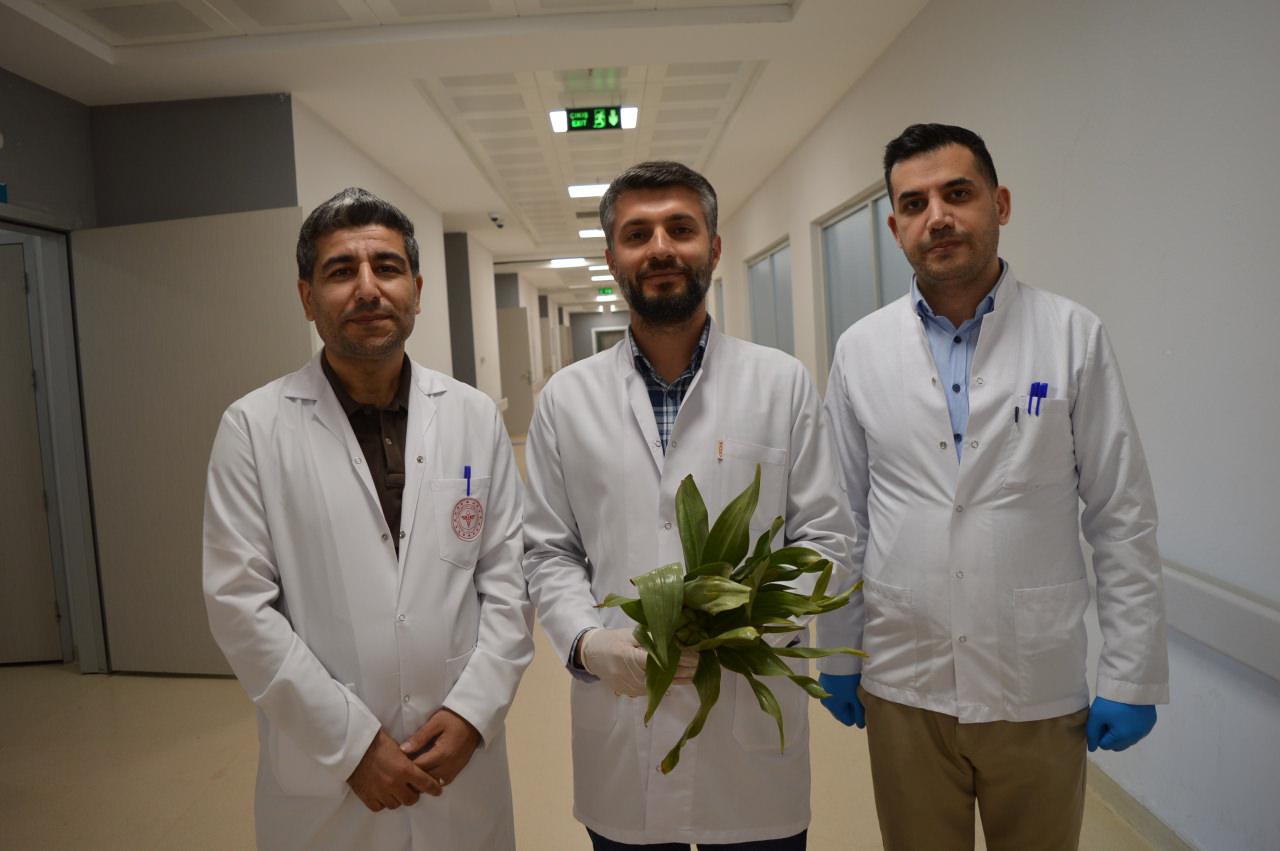 Sağlık çalışanları yabani otlara karşı uyarıda bulundu.