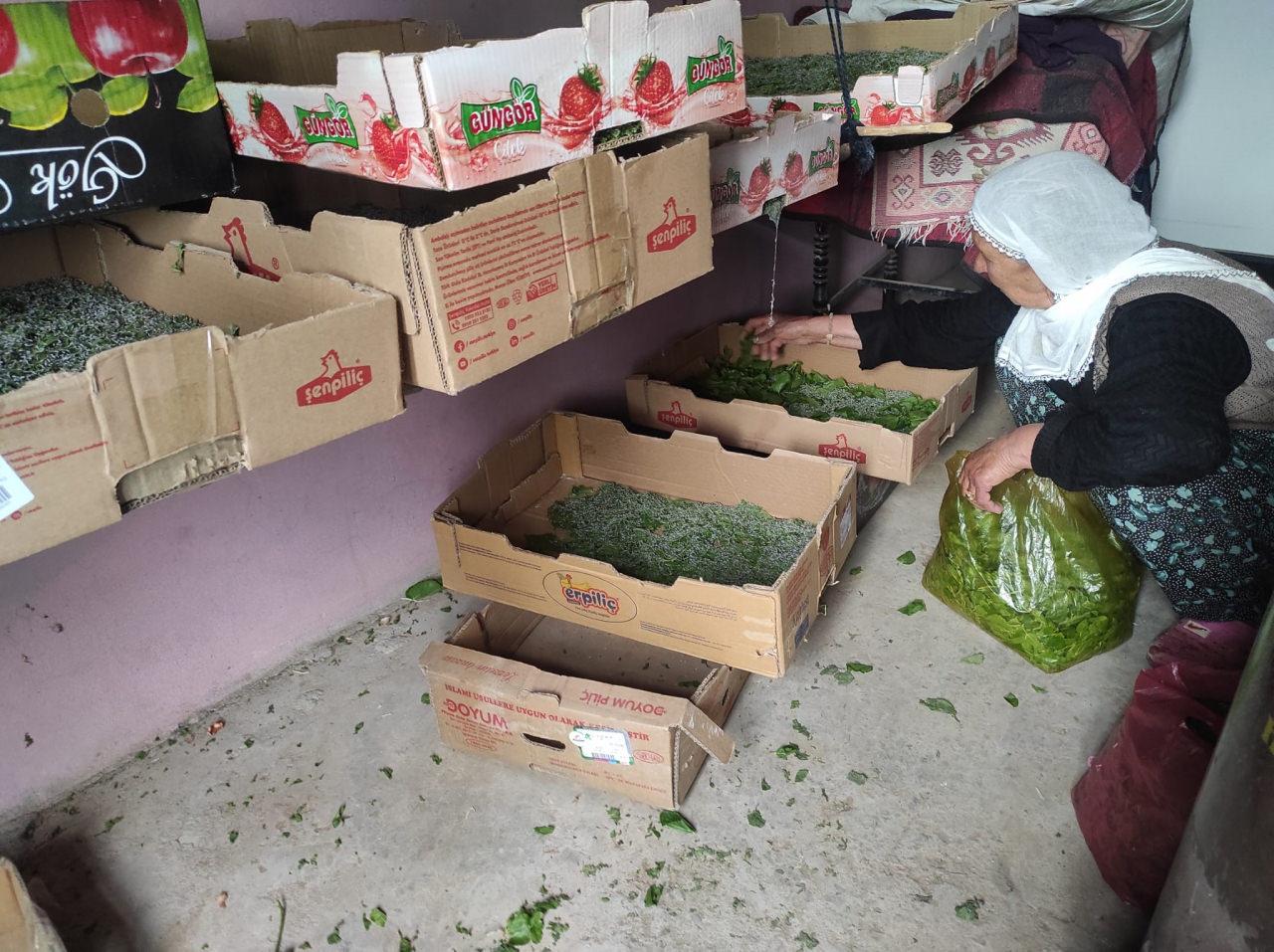 İpek böcekleri dut yaprağı ile besleniliyor. 