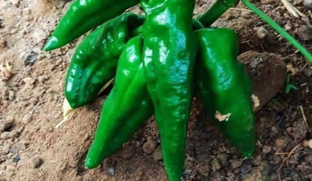 Ata tohumu Emcelli Biberi kilosu 400 TL'den satılıyor