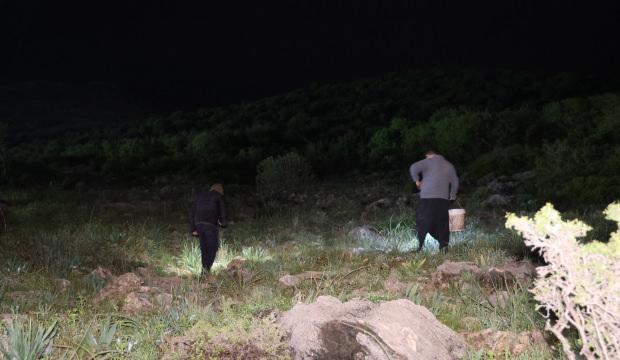 Gece yarısı fenerini alan dağa koşuyor! Toplaması izne tabi, kilogramı 35 lira...