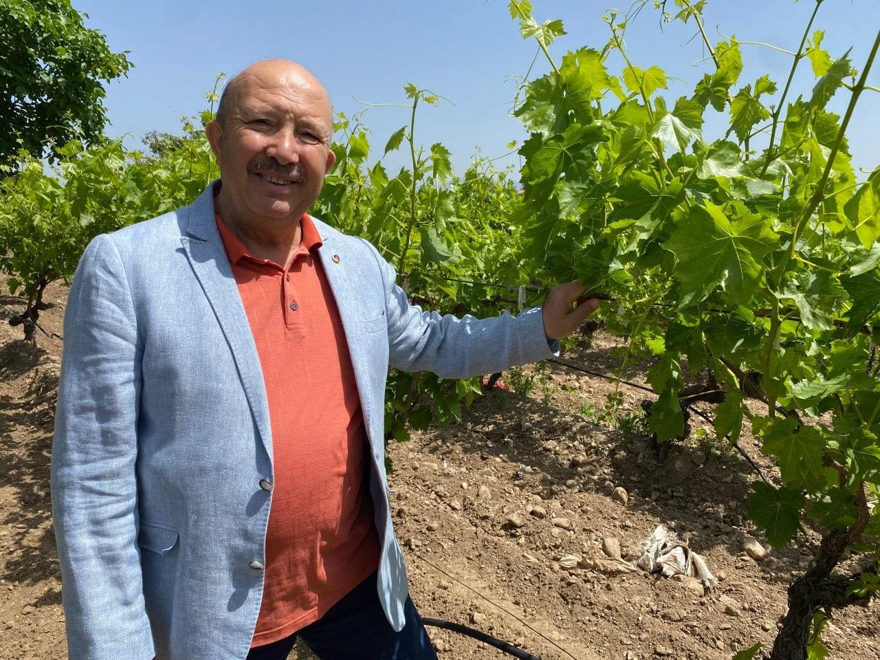 Meyvesi de para yaprağı da: 'Yeşil altın' hasadı başladı!